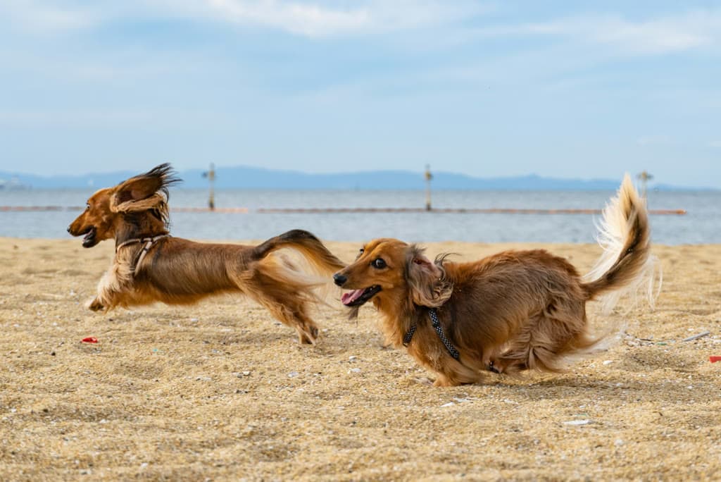 Two dogs running together on the beach