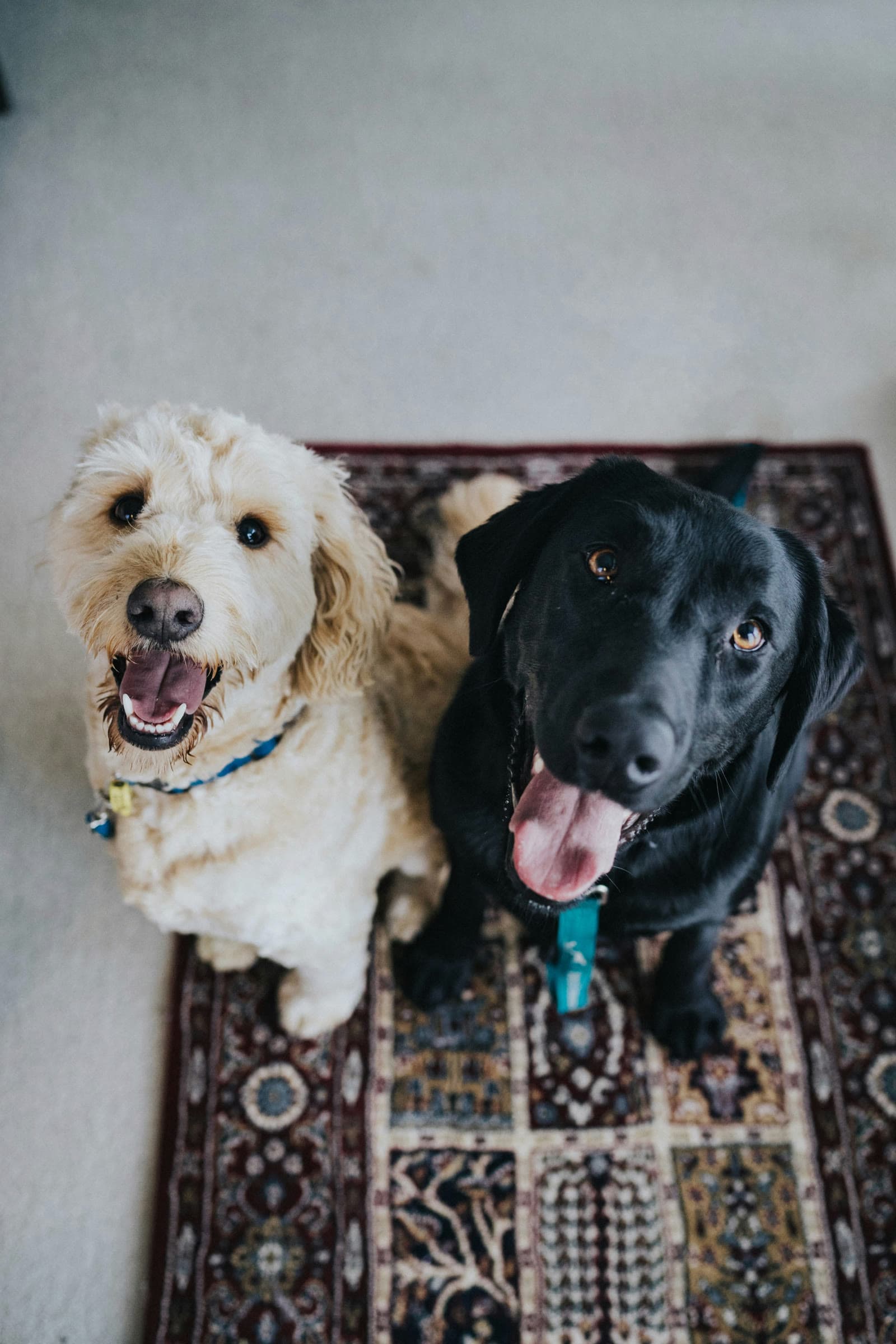 Two dogs looking up attentively during training